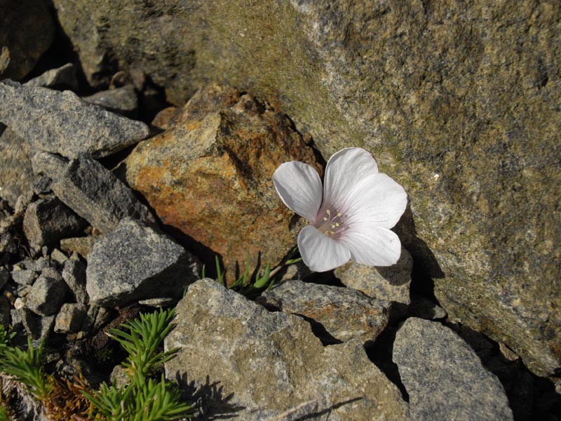 Linum suffruticosum ssp appressum photo